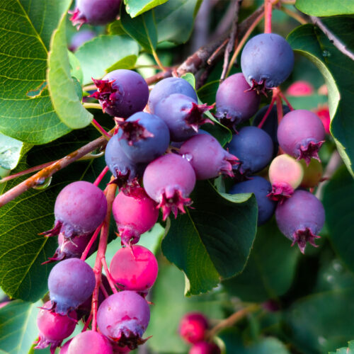 Saskatoon Berry amelanchier alnifolia 'Saskalate' (Organic)