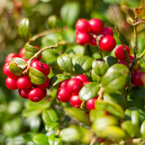 Cranberry Vaccinium macrocarpon 'Stevens' (F) (Organic)
