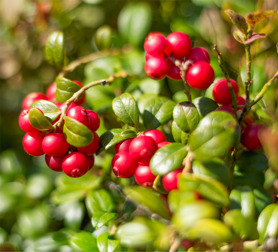 Cranberry Vaccinium macrocarpon 'Stevens' (F) (Organic)