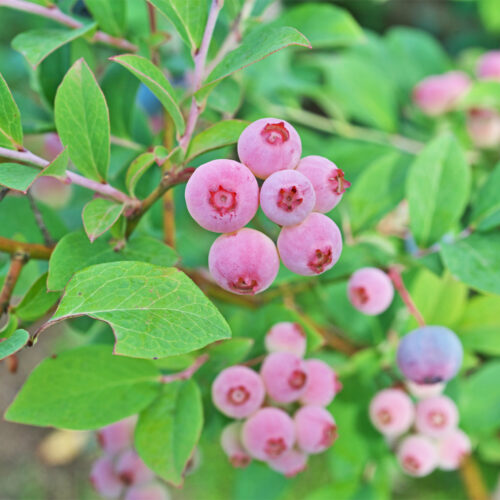 Blueberry 'pink lemonade' (Organic)