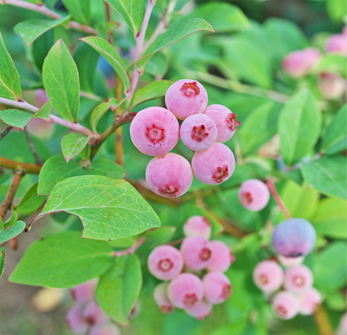 Blueberry 'pink lemonade' (Organic)