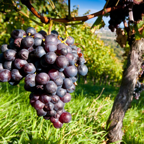Vitis muscat bleu seedless black grape (Organic)