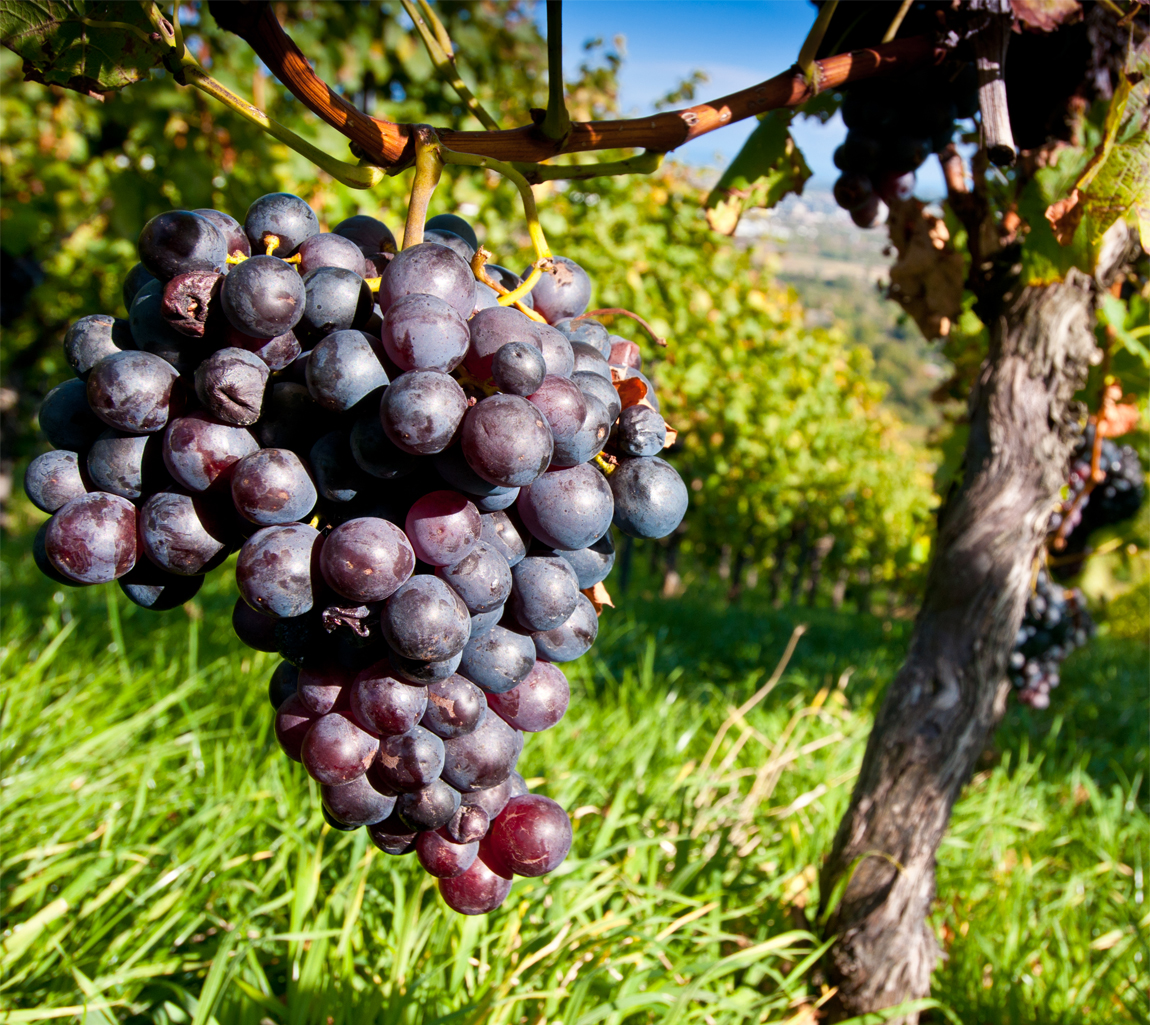 Vitis muscat bleu seedless black grape (Organic)