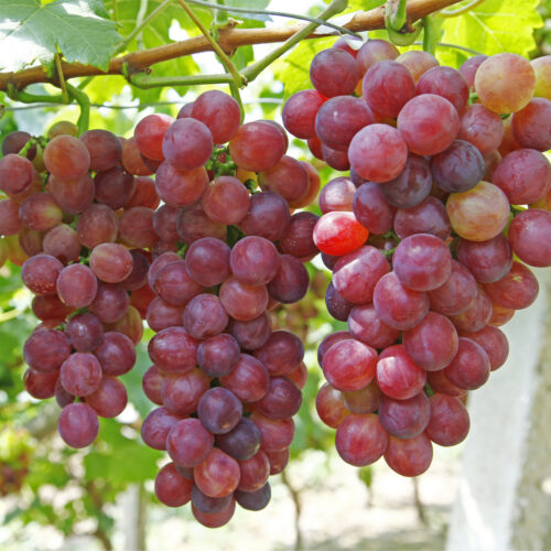 Vitis Vanessa red seedless grape (Organic)