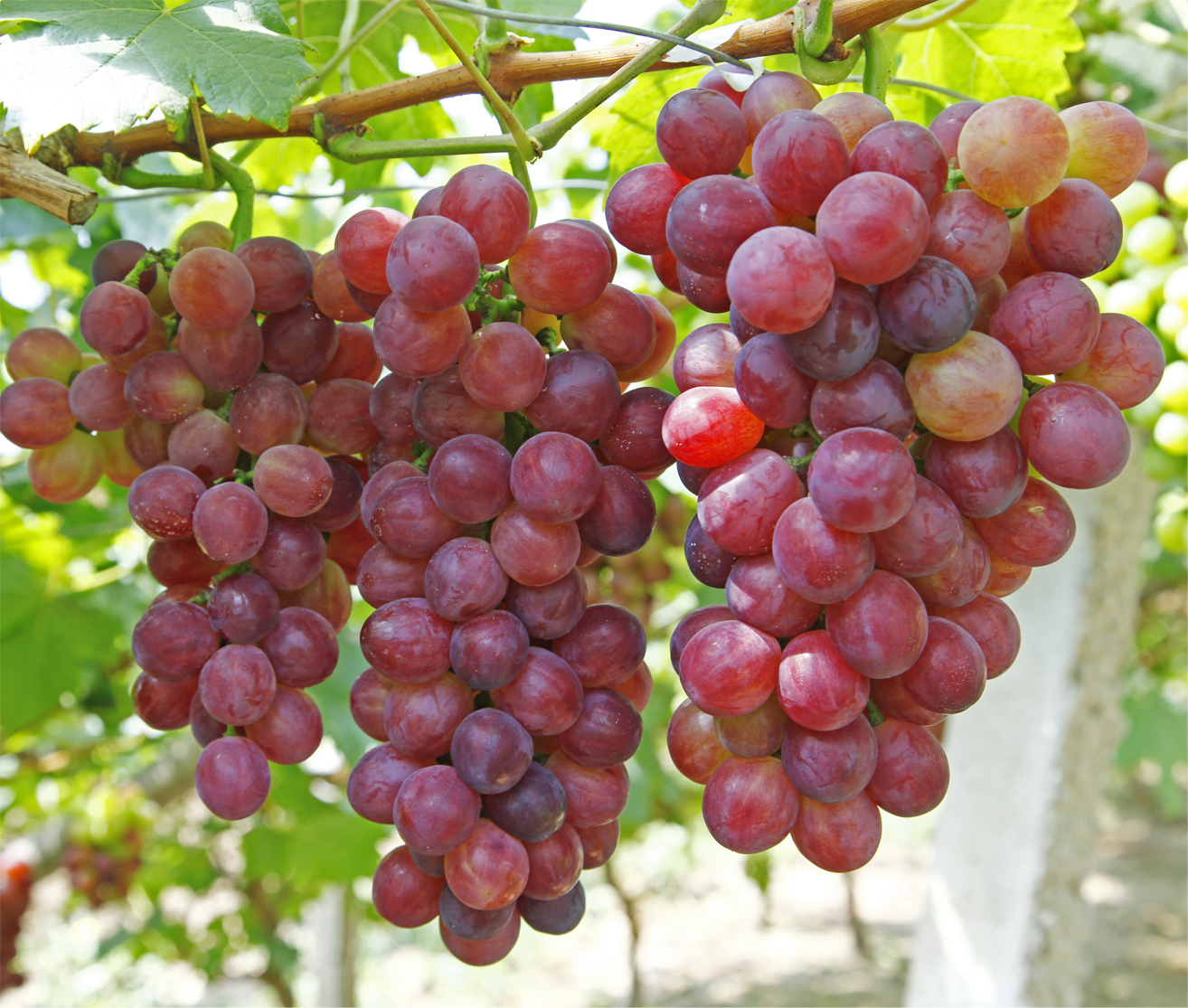 Vitis Vanessa red seedless grape (Organic)