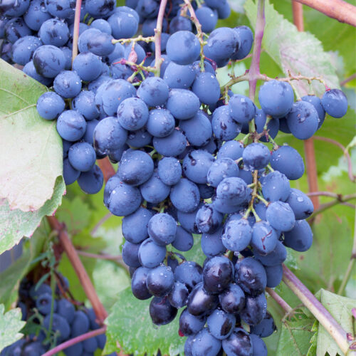 Vitis Venus blue seedless grape (Organic)