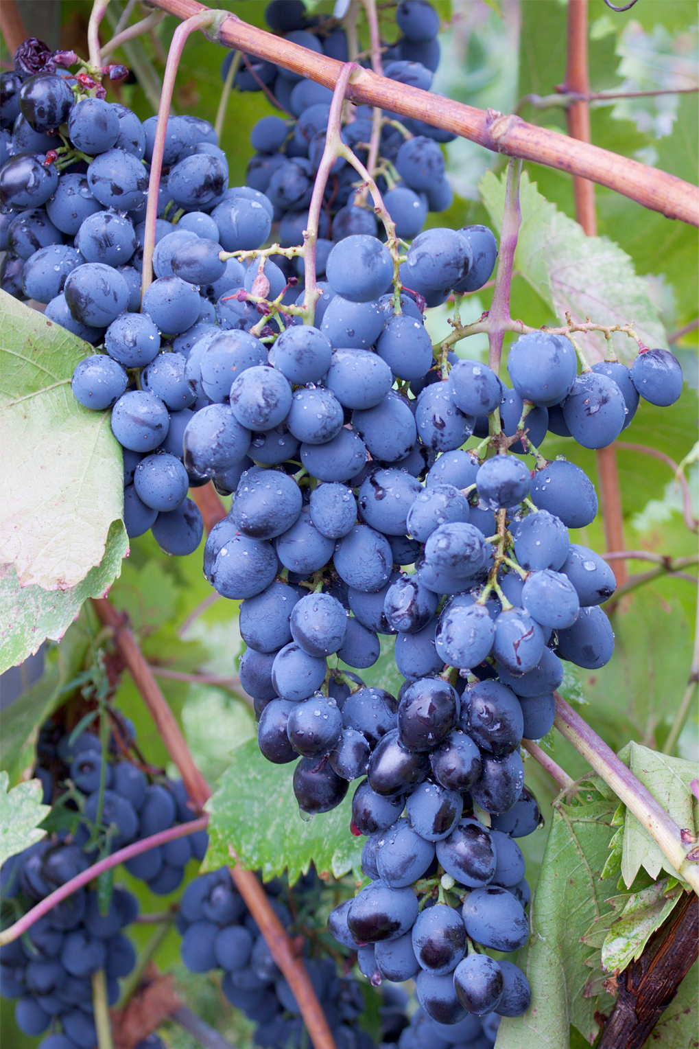 Vitis Venus blue seedless grape (Organic)