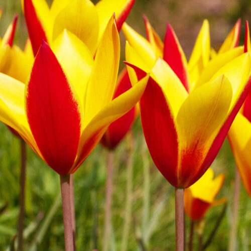 Tulip Clusiana 'Taco'