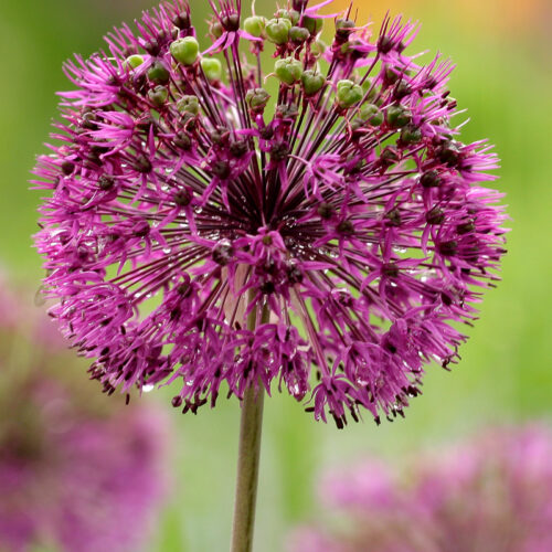 Organic Allium Schubertii 'Magic'
