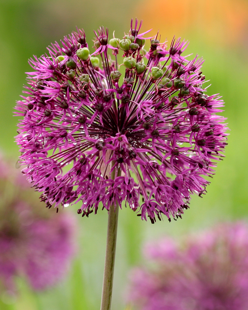 Organic Allium Schubertii 'Magic'