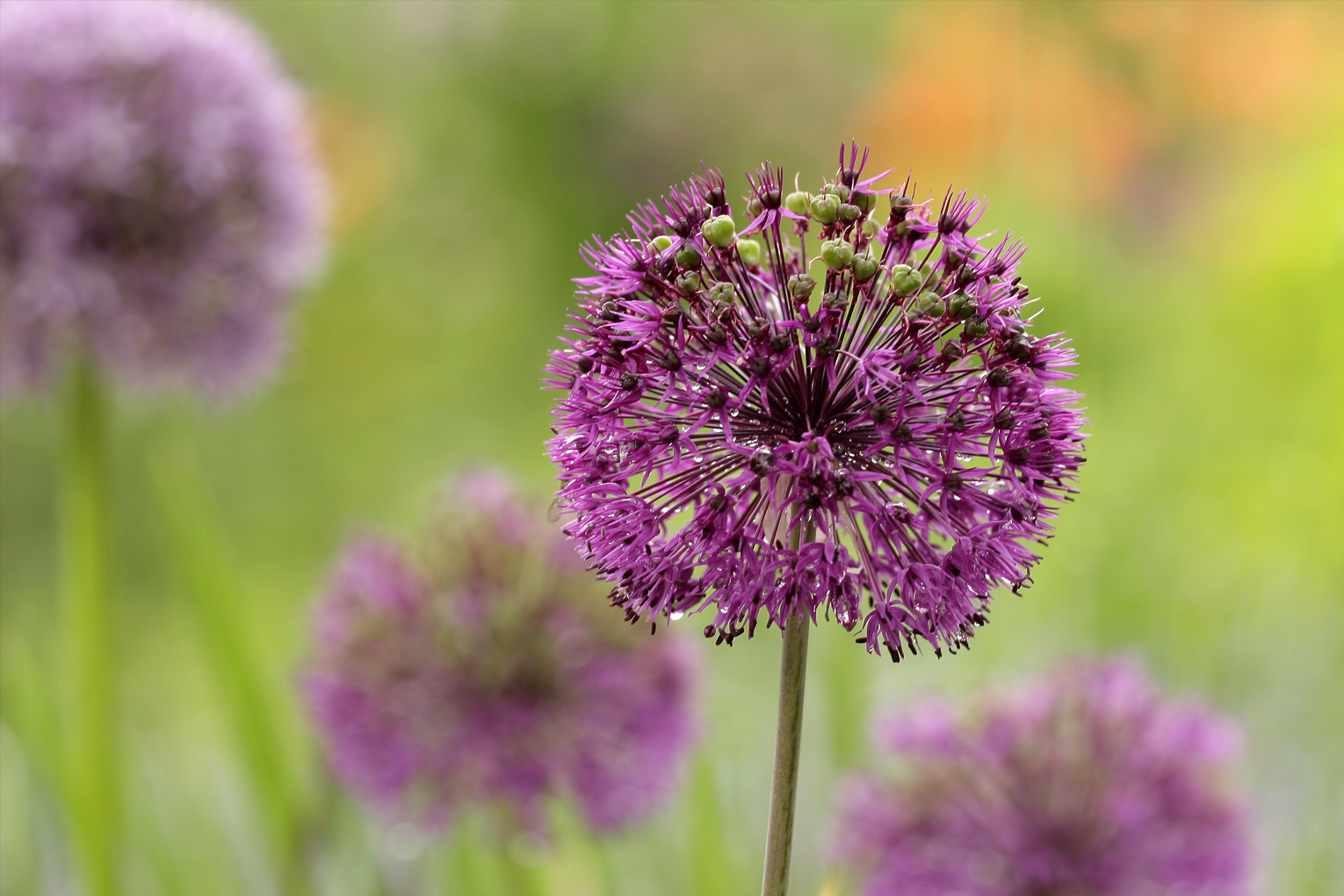 Organic Allium Schubertii 'Magic' - Image 2