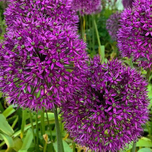 Organic Allium stipitatum 'Violet Beauty'