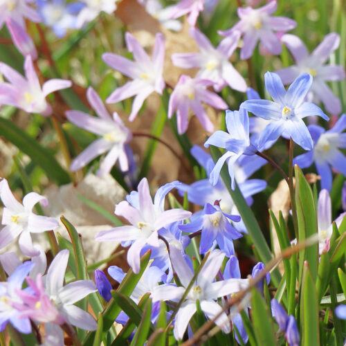 Organic Chionodoxa Mixed