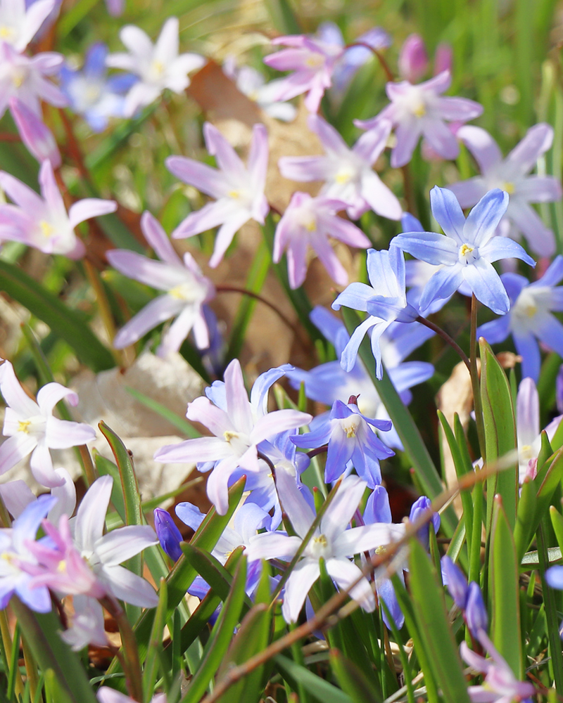 Organic Chionodoxa Mixed