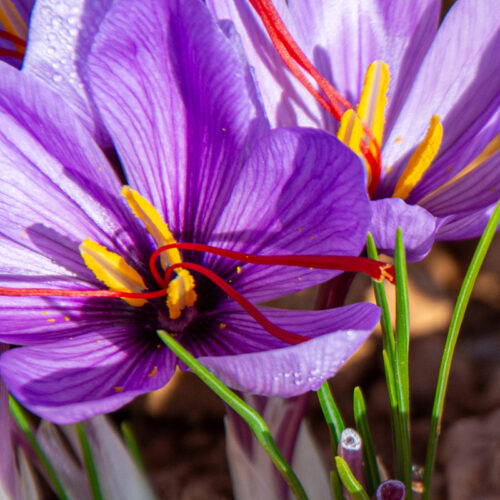 Organic ‘Sativus’ – Saffron Crocus Bulbs