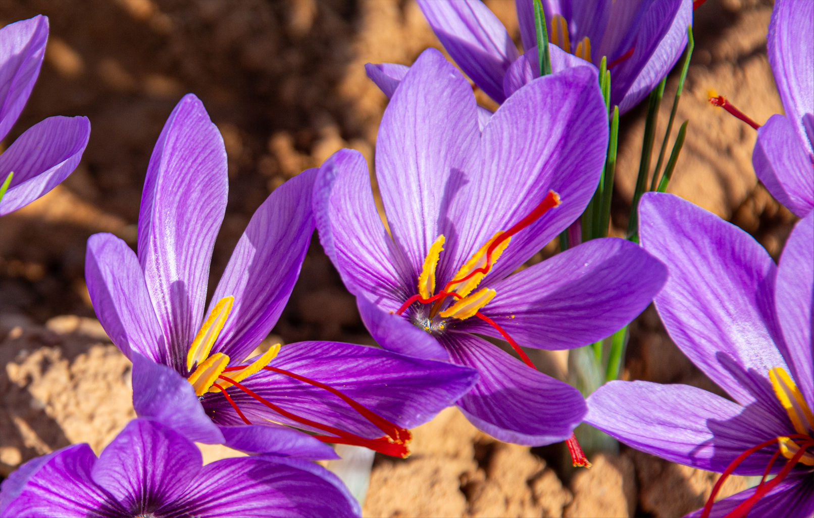 Organic ‘Sativus’ – Saffron Crocus Bulbs