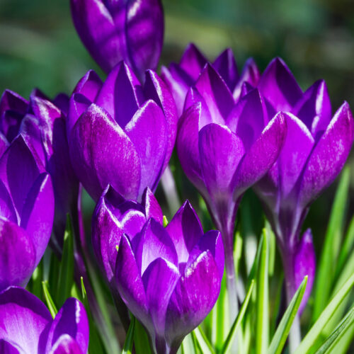 Organic Crocus ‘Violet River’.