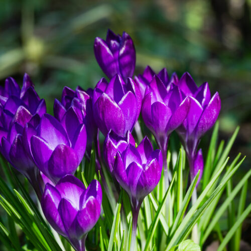 Organic Crocus ‘Violet River’.