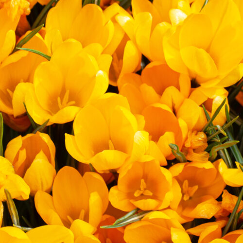 Organic Crocus flavus ‘Golden Yellow’