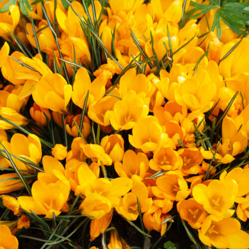 Organic Crocus flavus ‘Golden Yellow’