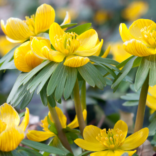 Organic Eranthis Cilicica