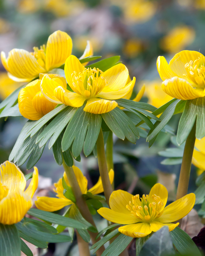 Organic Eranthis Cilicica