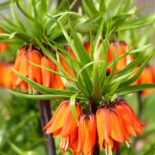 Organic Fritillaria eduardii 'Sunrise'