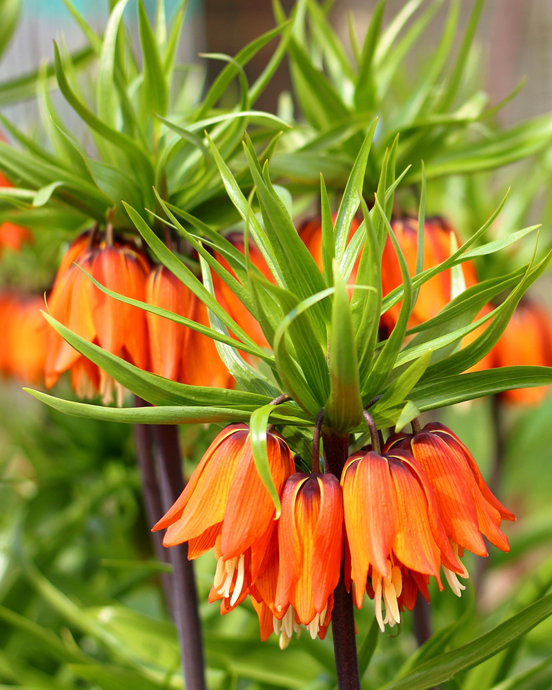 Organic Fritillaria eduardii 'Sunrise'