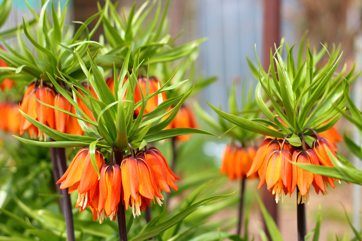 Organic Fritillaria eduardii 'Sunrise' - Image 2