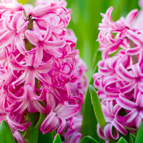 Organic Hyacinthus orientalis 'Pink Pearl'