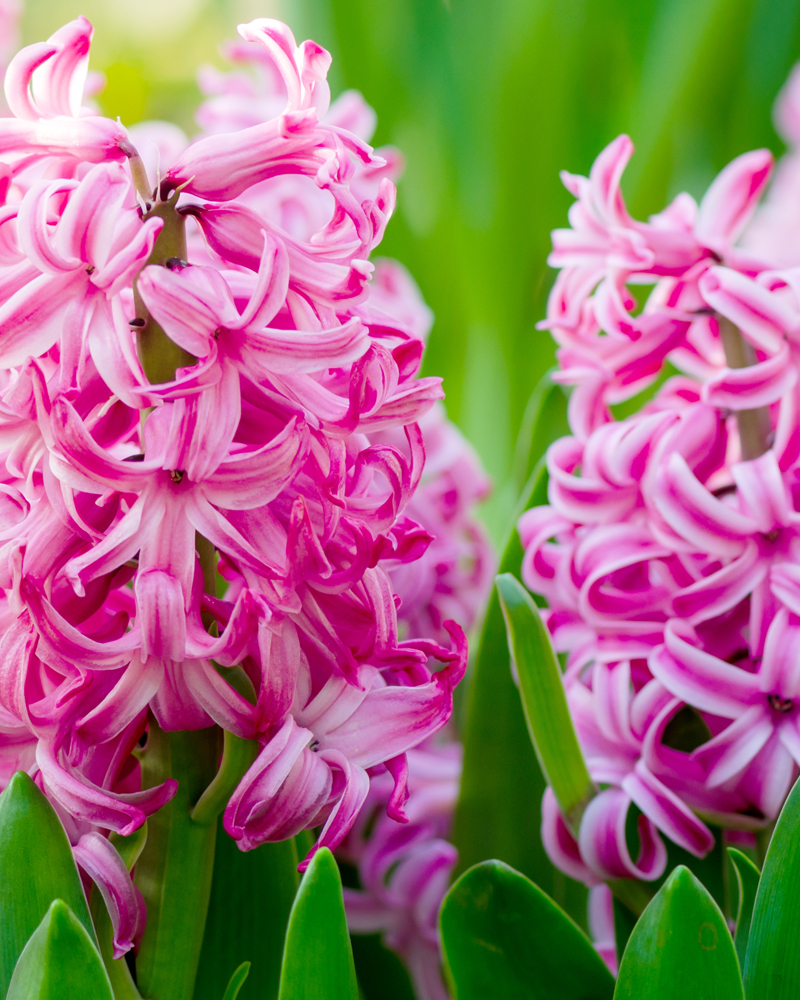 Organic Hyacinthus orientalis 'Pink Pearl'