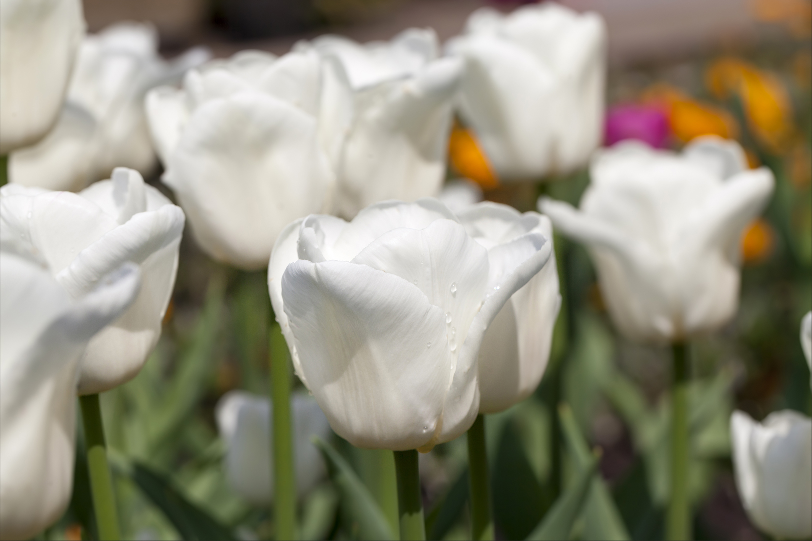 Organic Tulip 'Royal Virgin' - Image 2