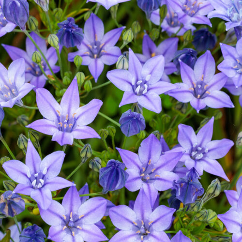 Organic Brodiaea Triteleia laxa 'Corrina'
