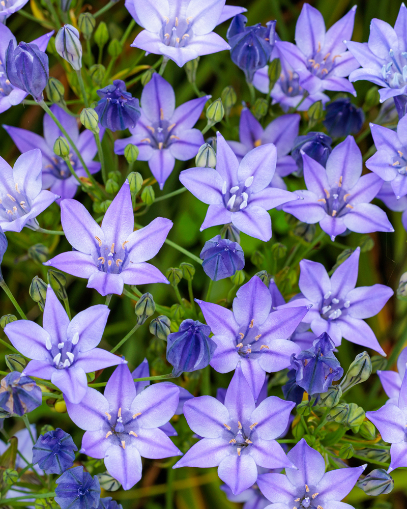 Organic Brodiaea Triteleia laxa 'Corrina'
