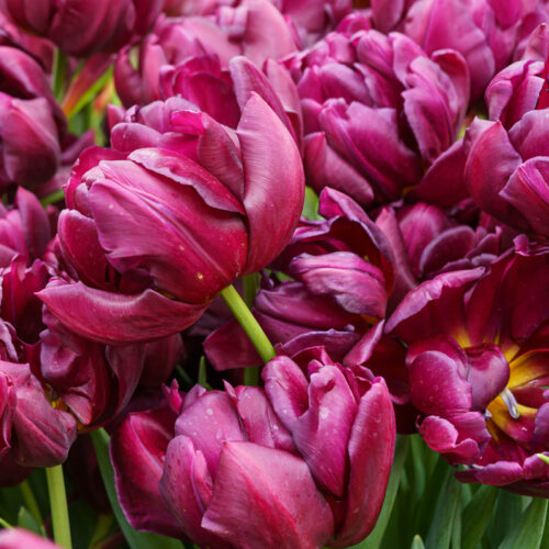 Organic Tulip 'Alison Bradley'