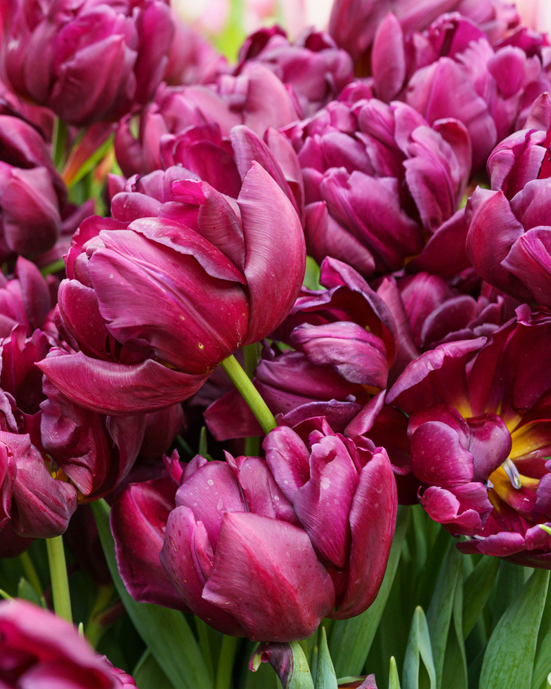 Organic Tulip 'Alison Bradley'
