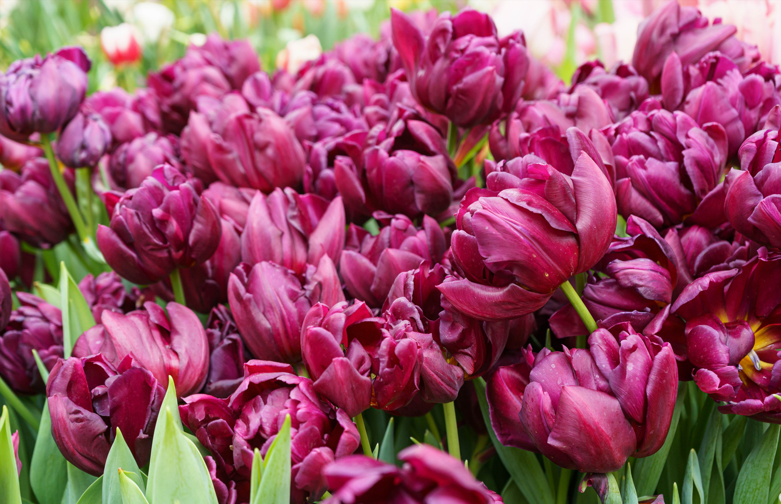 Organic Tulip 'Alison Bradley' - Image 2