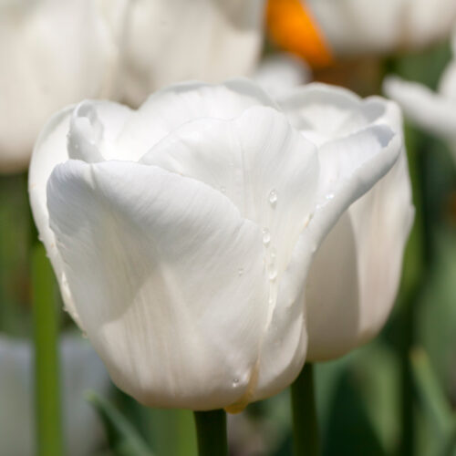 Organic Tulip Royal Virgin