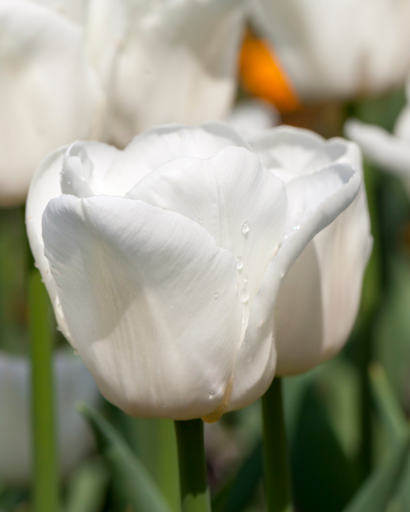 Organic Tulip Royal Virgin