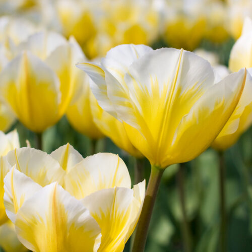 Organic Tulip 'Sweetheart'