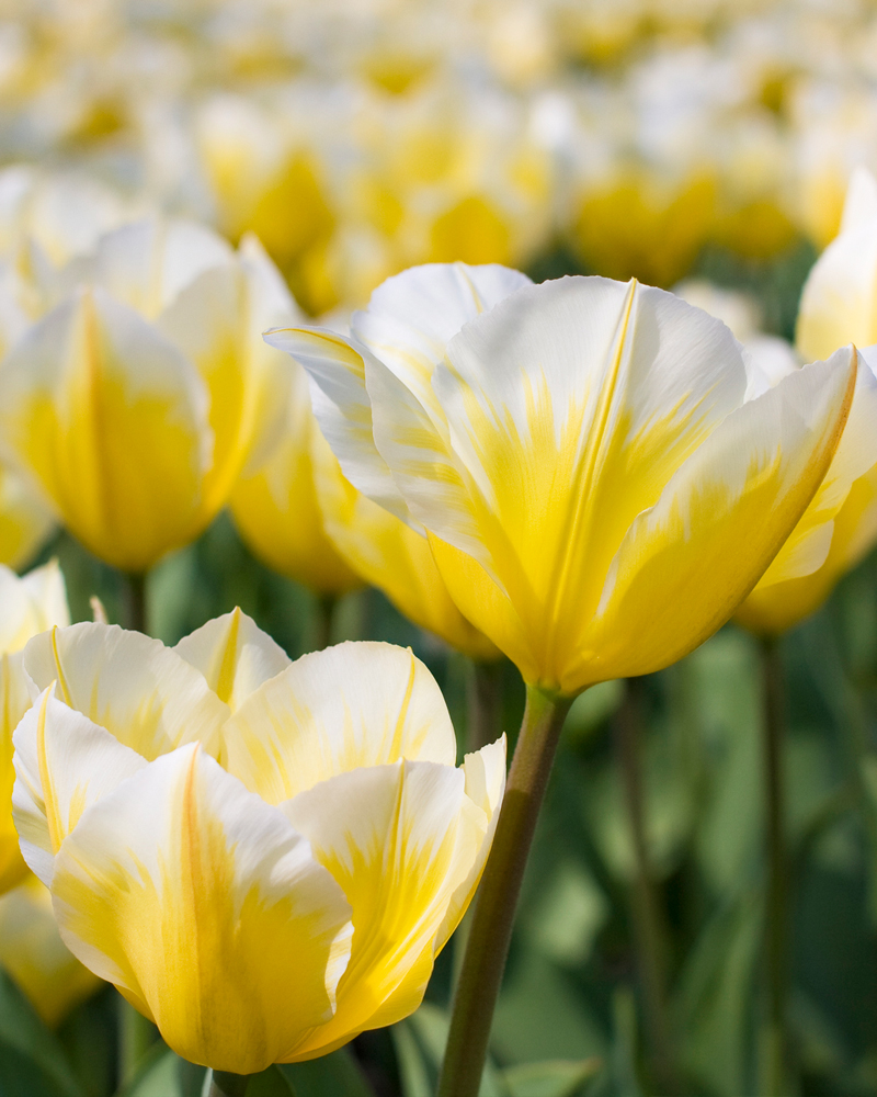 Organic Tulip 'Sweetheart'