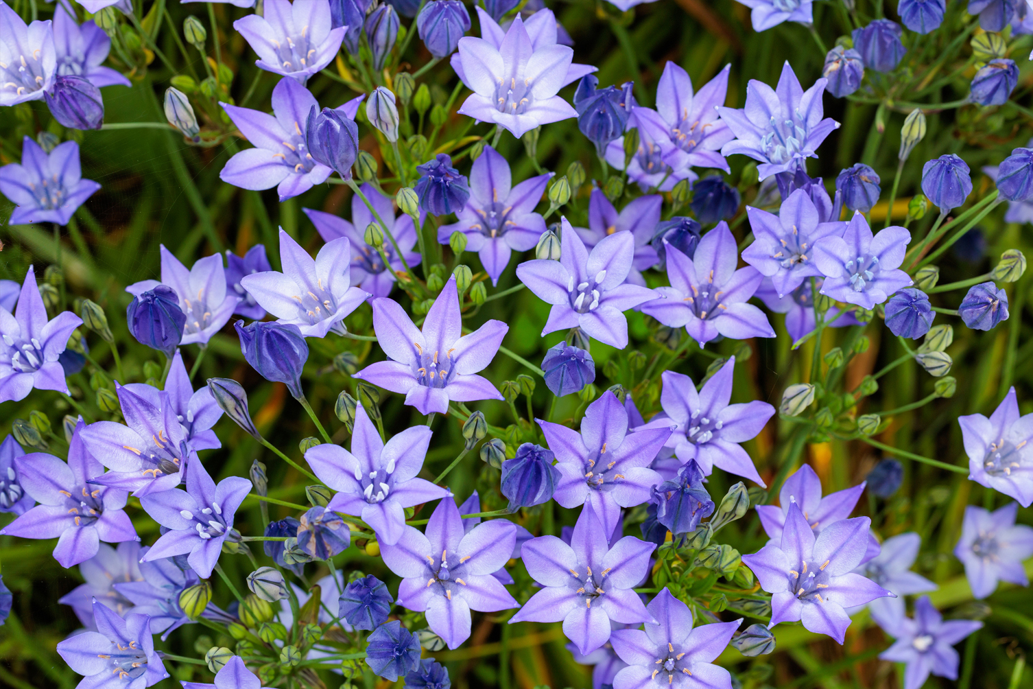 Organic Brodiaea Triteleia laxa 'Corrina' - Image 2