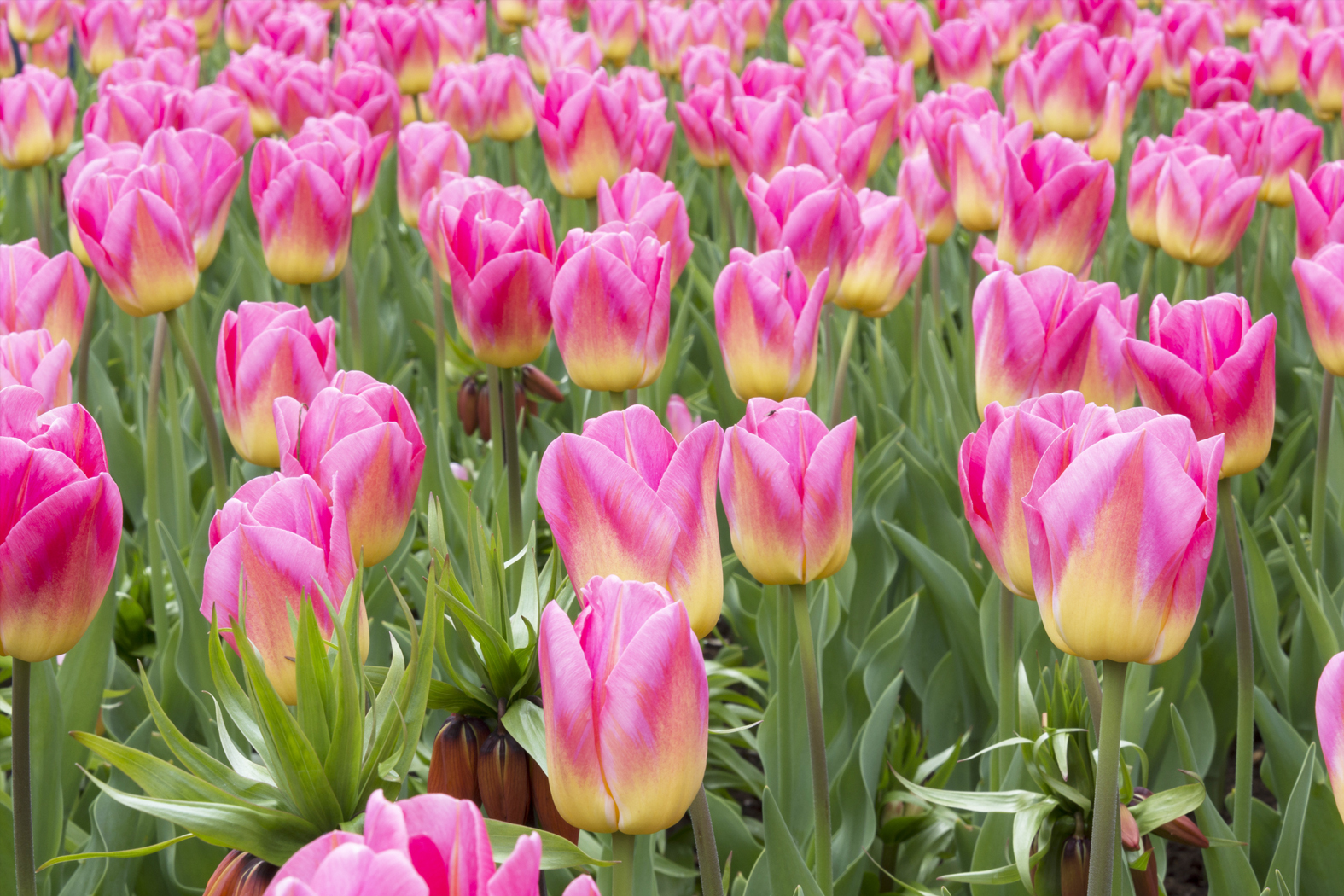 Organic Tulip 'Judith Leyster' - Image 2