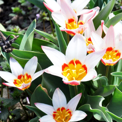 Organic Tulip 'Ancilla'