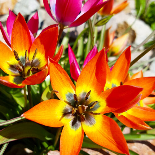 Organic Tulip humilis 'Red Beauty'