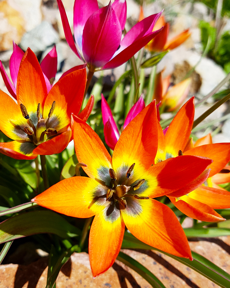 Organic Tulip humilis 'Red Beauty'