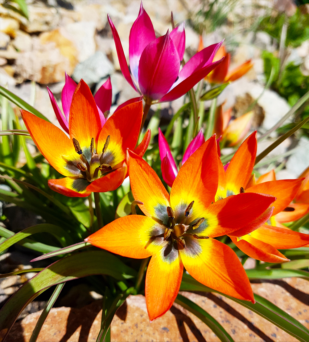 Organic Tulip humilis 'Red Beauty' - Image 2
