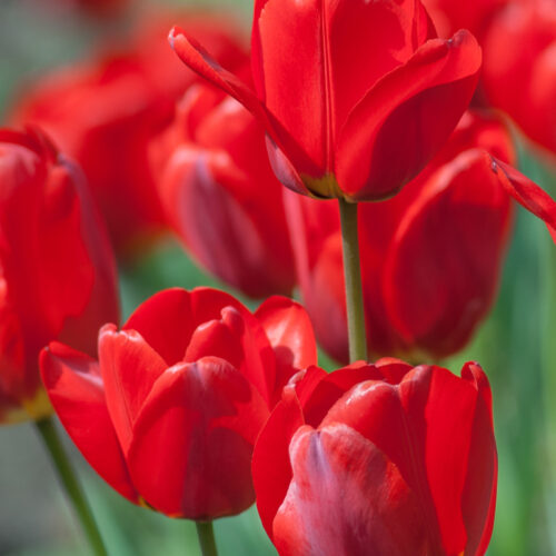 Organic Tulip 'Red Impression'