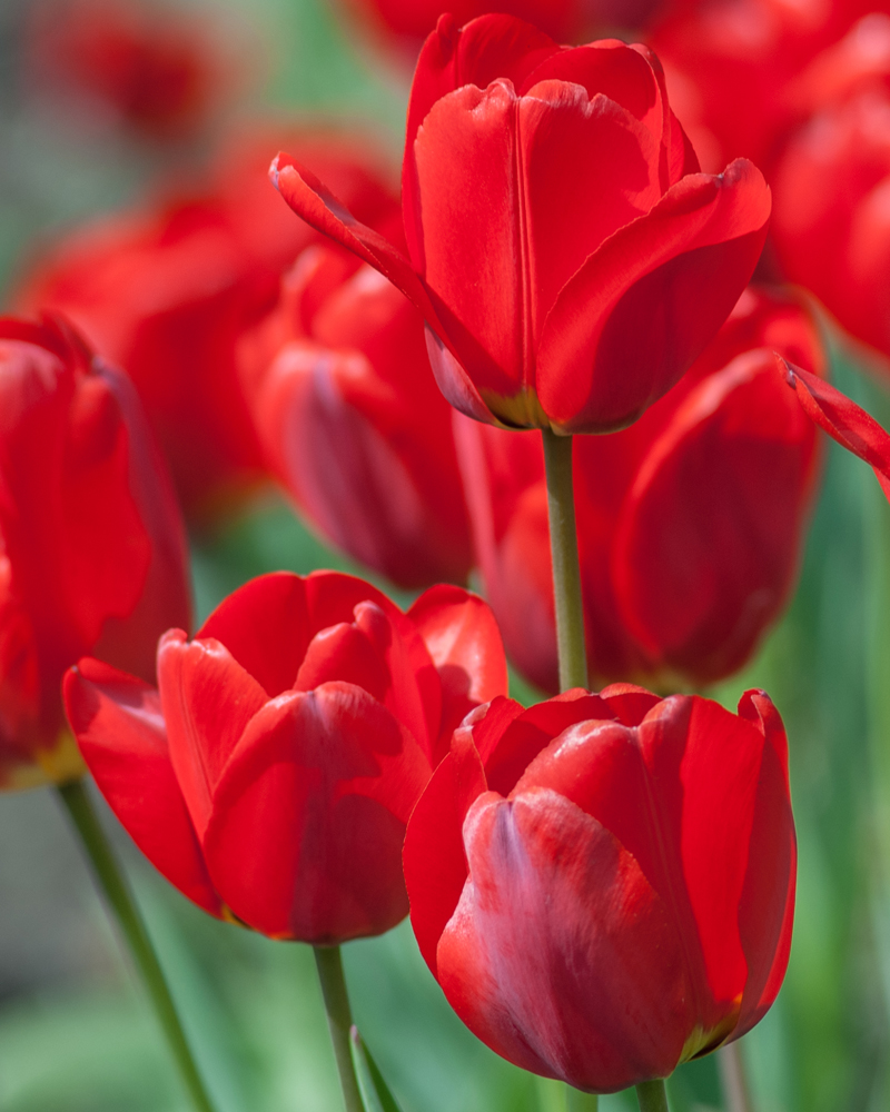 Organic Tulip 'Red Impression'