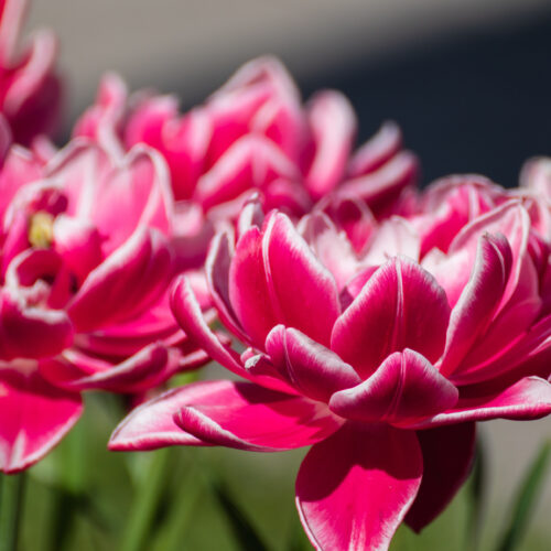 Tulip ‘Columbus’